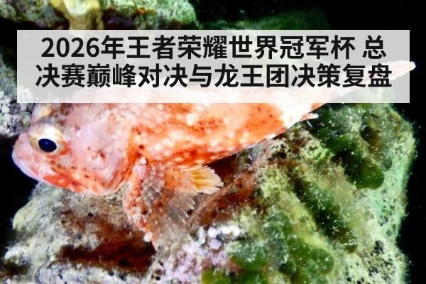 2026年王者荣耀世界冠军杯 总决赛巅峰对决与龙王团决策复盘